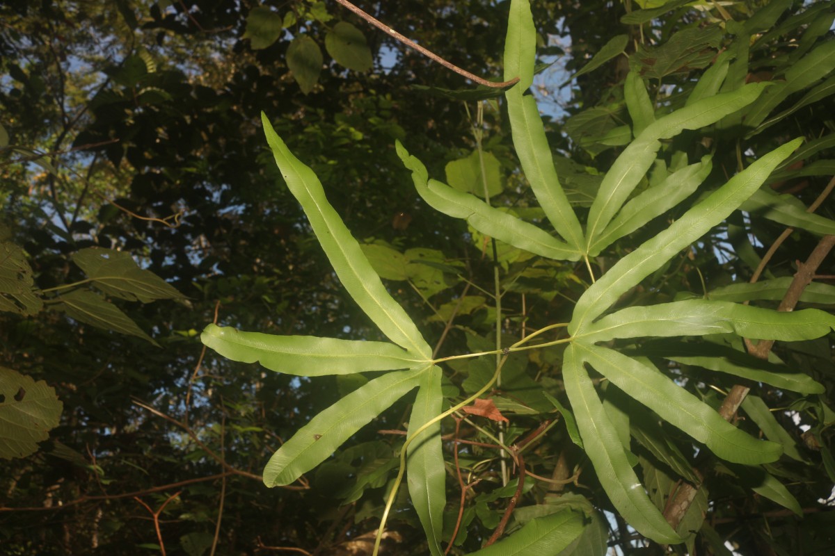 Lygodium circinnatum  (Burm.f.) Sw.